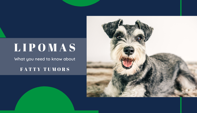 Pet Lipomas: fatty tumor causes, diagnosis & treatment