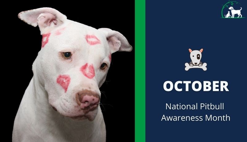 October, National Pitbull Awareness Month