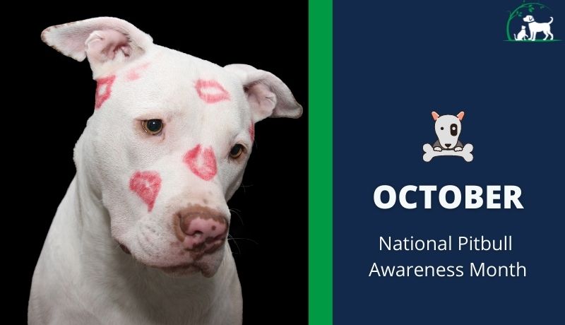 National Pitbull Awareness Month: Busting The Myths | PureForm Pet