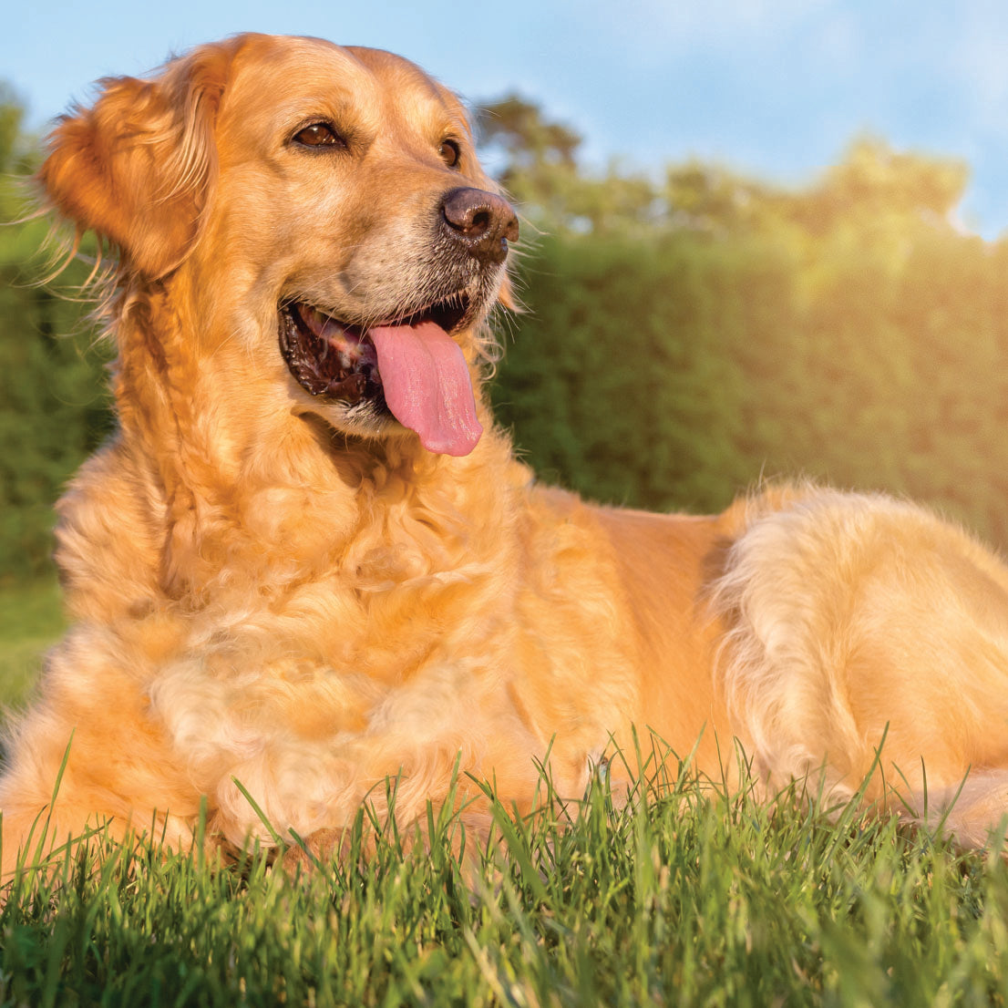 Dog Supplements Canada Shop for your canine companions PureForm Pet